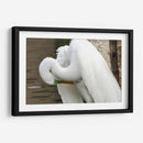 Garza acicalándose - FotoCompagny | Cuadro decorativo de Canvas Lab