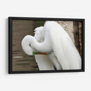 Garza acicalándose - FotoCompagny | Cuadro decorativo de Canvas Lab