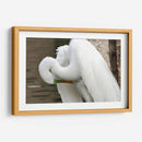 Garza acicalándose - FotoCompagny | Cuadro decorativo de Canvas Lab