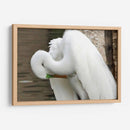 Garza acicalándose - FotoCompagny | Cuadro decorativo de Canvas Lab
