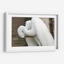 Garza acicalándose - FotoCompagny | Cuadro decorativo de Canvas Lab