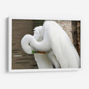 Garza acicalándose - FotoCompagny | Cuadro decorativo de Canvas Lab