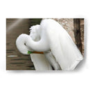 Garza acicalándose - FotoCompagny | Cuadro decorativo de Canvas Lab