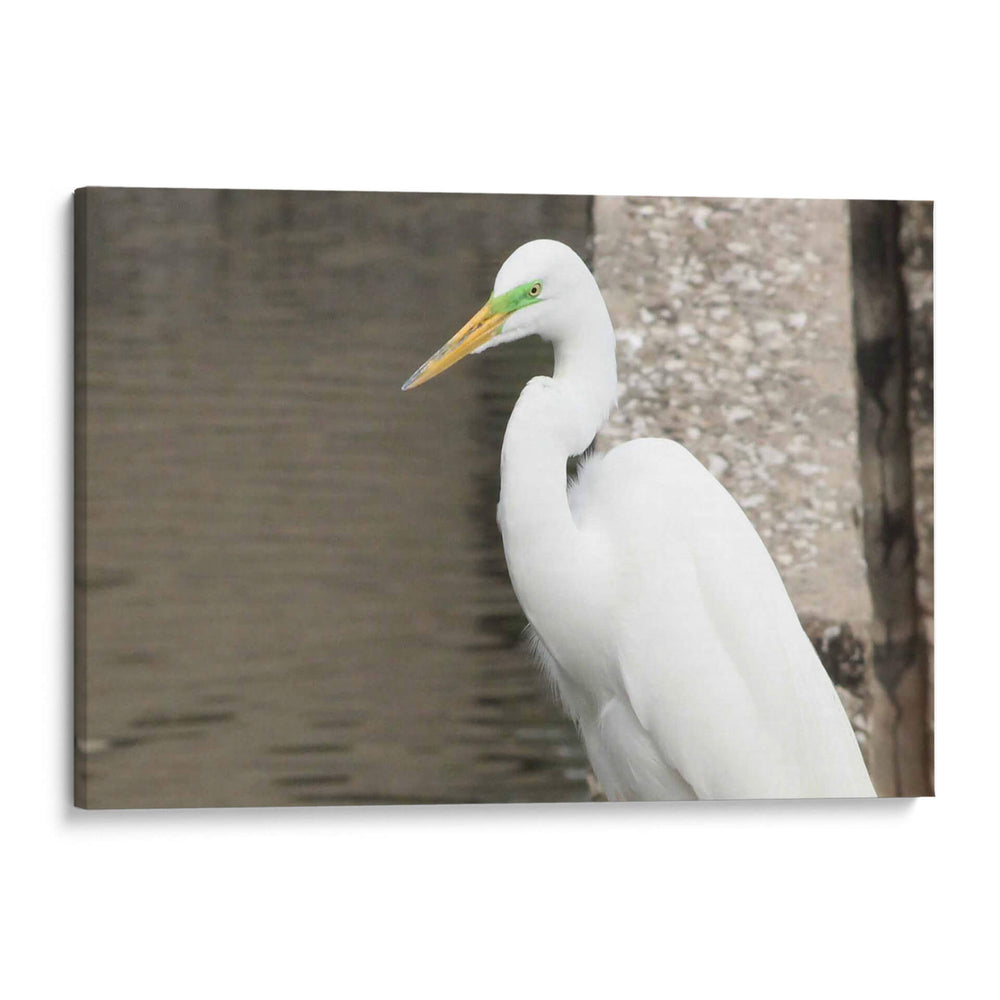 Garza Descansando - FotoCompagny | Cuadro decorativo de Canvas Lab