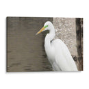 Garza Descansando - FotoCompagny | Cuadro decorativo de Canvas Lab