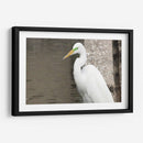 Garza Descansando - FotoCompagny | Cuadro decorativo de Canvas Lab