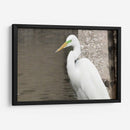 Garza Descansando - FotoCompagny | Cuadro decorativo de Canvas Lab