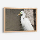 Garza Descansando - FotoCompagny | Cuadro decorativo de Canvas Lab