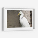 Garza Descansando - FotoCompagny | Cuadro decorativo de Canvas Lab