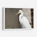 Garza Descansando - FotoCompagny | Cuadro decorativo de Canvas Lab