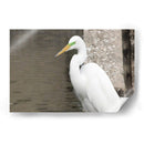 Garza Descansando - FotoCompagny | Cuadro decorativo de Canvas Lab