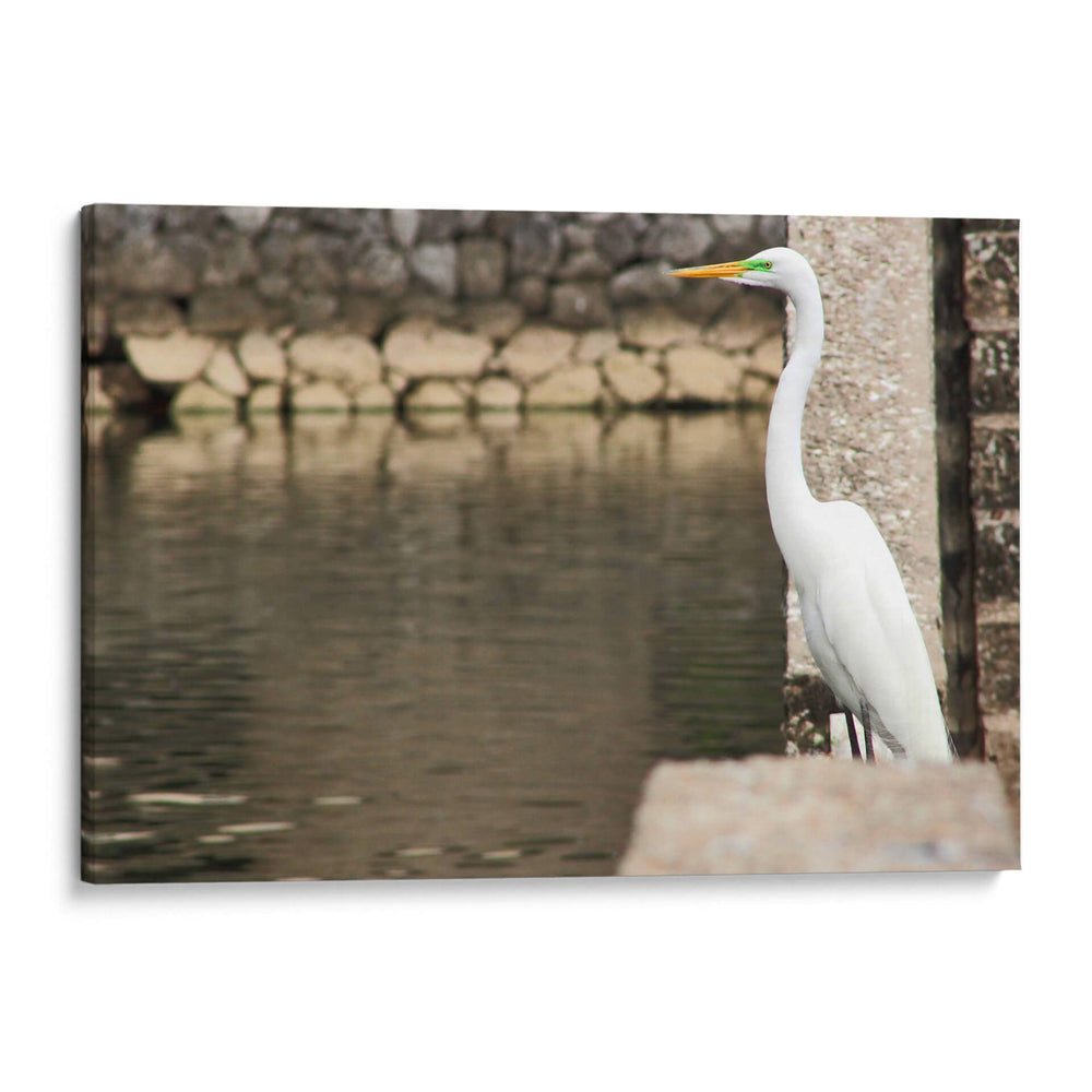 Garza en muro de piedra - FotoCompagny | Cuadro decorativo de Canvas Lab