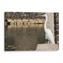 Garza en muro de piedra - FotoCompagny | Cuadro decorativo de Canvas Lab