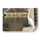 Garza en muro de piedra - FotoCompagny | Cuadro decorativo de Canvas Lab