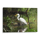 Garza caminando en agua - FotoCompagny | Cuadro decorativo de Canvas Lab