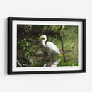 Garza caminando en agua - FotoCompagny | Cuadro decorativo de Canvas Lab