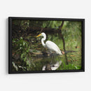 Garza caminando en agua - FotoCompagny | Cuadro decorativo de Canvas Lab