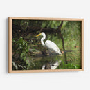 Garza caminando en agua - FotoCompagny | Cuadro decorativo de Canvas Lab