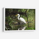Garza caminando en agua - FotoCompagny | Cuadro decorativo de Canvas Lab