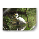 Garza caminando en agua - FotoCompagny | Cuadro decorativo de Canvas Lab