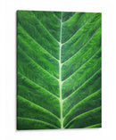 Orgánica #2 - Emilio Santamaria