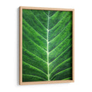 Orgánica #2 - Emilio Santamaria