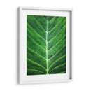 Orgánica #2 - Emilio Santamaria