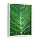 Orgánica #2 - Emilio Santamaria