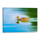 Pato Mexicano - Guillermo Aparicio | Cuadro decorativo de Canvas Lab