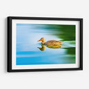 Pato Mexicano - Guillermo Aparicio | Cuadro decorativo de Canvas Lab