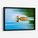 Pato Mexicano - Guillermo Aparicio | Cuadro decorativo de Canvas Lab