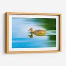 Pato Mexicano - Guillermo Aparicio | Cuadro decorativo de Canvas Lab