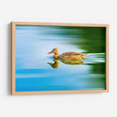 Pato Mexicano - Guillermo Aparicio | Cuadro decorativo de Canvas Lab