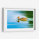 Pato Mexicano - Guillermo Aparicio | Cuadro decorativo de Canvas Lab
