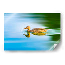 Pato Mexicano - Guillermo Aparicio | Cuadro decorativo de Canvas Lab