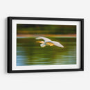 Garza al vuelo - Guillermo Aparicio | Cuadro decorativo de Canvas Lab