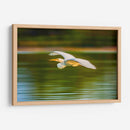 Garza al vuelo - Guillermo Aparicio | Cuadro decorativo de Canvas Lab