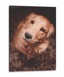 Una mirada leal | Cuadro decorativo de Canvas Lab