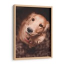 Una mirada leal | Cuadro decorativo de Canvas Lab