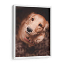 Una mirada leal | Cuadro decorativo de Canvas Lab