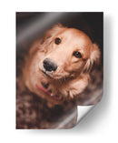 Una mirada leal | Cuadro decorativo de Canvas Lab