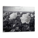 Campo de Rosas B III - DeLaVegaGaming | Cuadro decorativo de Canvas Lab