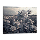 Campo de Rosas B - DeLaVegaGaming | Cuadro decorativo de Canvas Lab