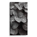Hydrangea Blanco y Negro - DeLaVegaGaming | Cuadro decorativo de Canvas Lab