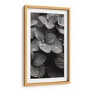 Hydrangea Blanco y Negro - DeLaVegaGaming | Cuadro decorativo de Canvas Lab