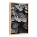 Hydrangea Blanco y Negro - DeLaVegaGaming | Cuadro decorativo de Canvas Lab
