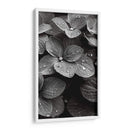 Hydrangea Blanco y Negro - DeLaVegaGaming | Cuadro decorativo de Canvas Lab