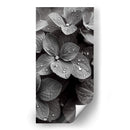 Hydrangea Blanco y Negro - DeLaVegaGaming | Cuadro decorativo de Canvas Lab