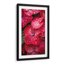 Hydrangea Roja - DeLaVegaGaming | Cuadro decorativo de Canvas Lab