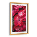 Hydrangea Roja - DeLaVegaGaming | Cuadro decorativo de Canvas Lab